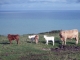 Photo suivante de Criel-sur-Mer vaches sur les falaises