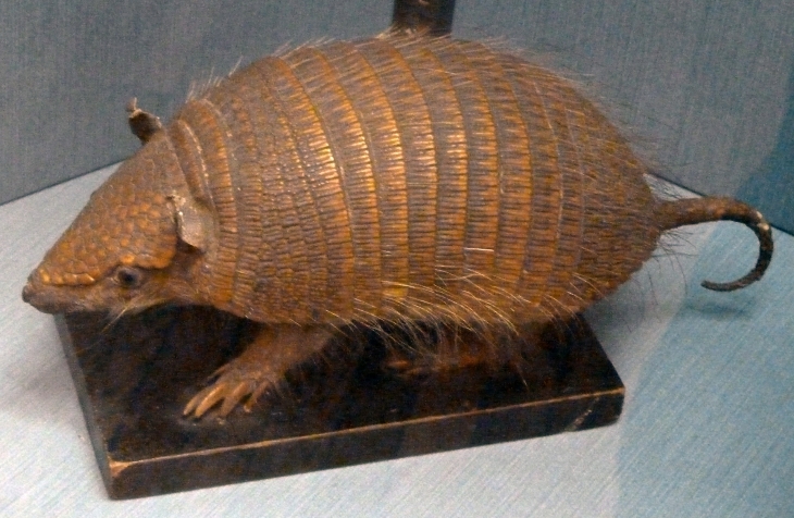 Le château-musée : curieux animal - Dieppe
