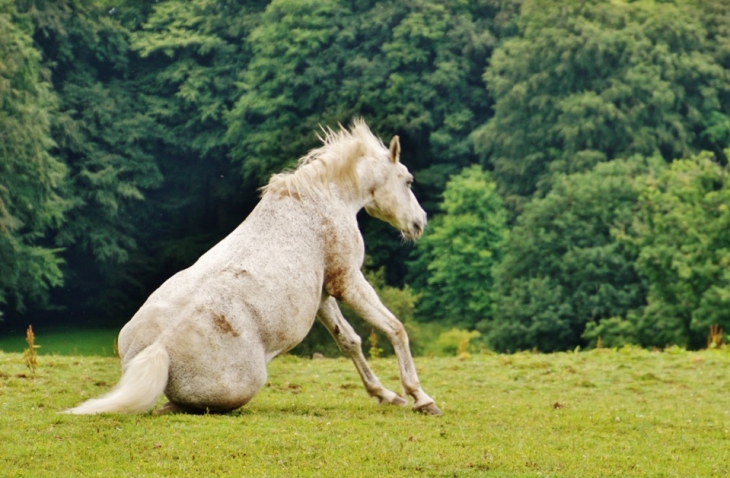 En Patures - Hautot-sur-Mer