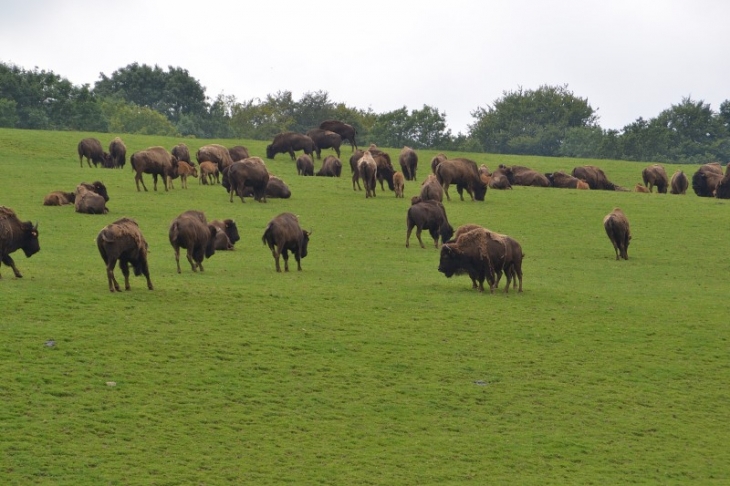 Rêves de Bisons. L'élevage des bisons américains. - Muchedent