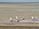 Photo précédente de Saint-Aubin-sur-Mer les Mouettes 