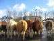 foire aux bestiaux - place des Belges