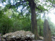 dans la forêt : le chêne des missions et ses mégalithes érigés en 1895 par des missionnaires d'origine bretonne