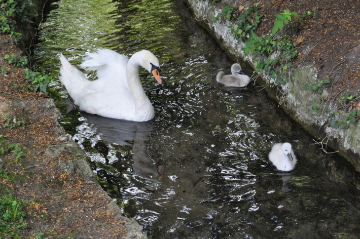 Cygne - Château de Soubiran - Dammarie-Les-Lys