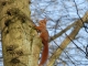 Photo suivante de Tremblay-en-France écureuil de nos arbres