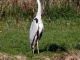 Un héron au bord de l'étang