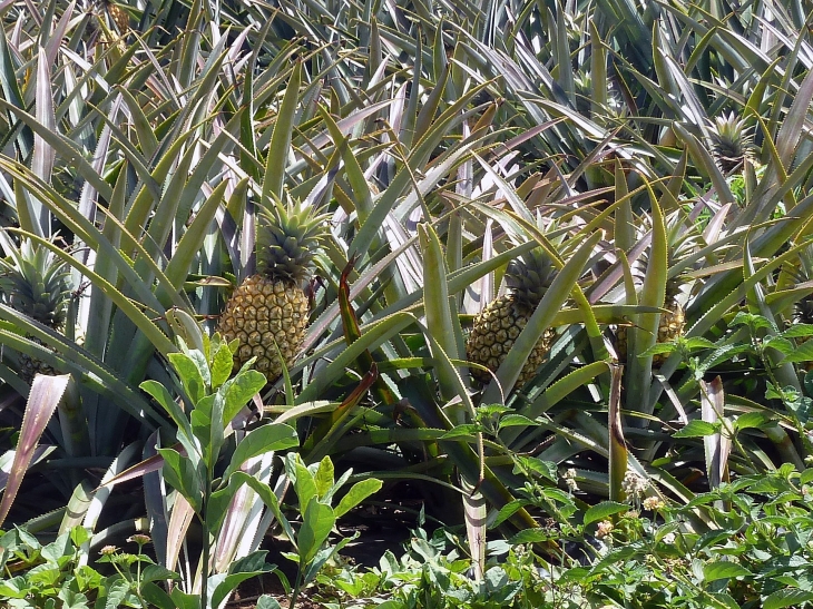 La cultuyre des ananas - Le Tampon