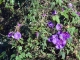 Photo suivante de Le Tampon la plaine des Caffres : la flore
