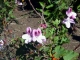 Photo suivante de Le Tampon la plaine des  Caffres : la flore