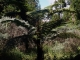 Photo suivante de Le Tampon fougère arborescente