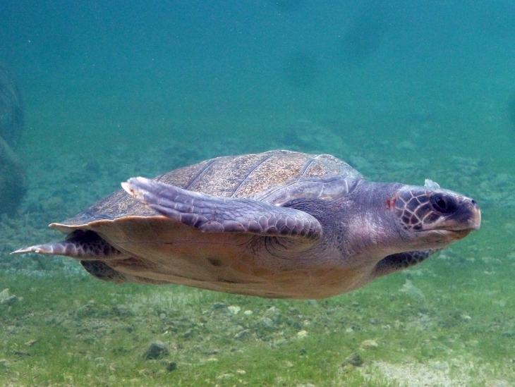 KELONIA : l'observatoire des tortues marines - Saint-Leu