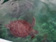 KELONIA : l'observatoire des tortues marines