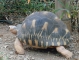 KELONIA :tortue éléphantine des Seychelles