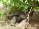 KELONIA :tortue éléphantine des Seychelles