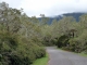 Photo suivante de Salazie  dans la forêt primaire de Bélouve : route