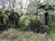 Photo précédente de Salazie dans la forêt primaire de Bélouve