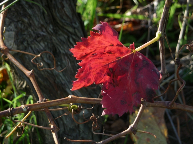 La feuille d'automne - Alairac