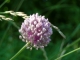 Photo suivante de Alairac fleur d'ail