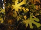feuilles de figuier 