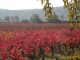 Photo suivante de Montredon-des-Corbières les vignes en novembre