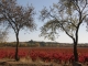 Photo suivante de Montredon-des-Corbières la tour et les vignes