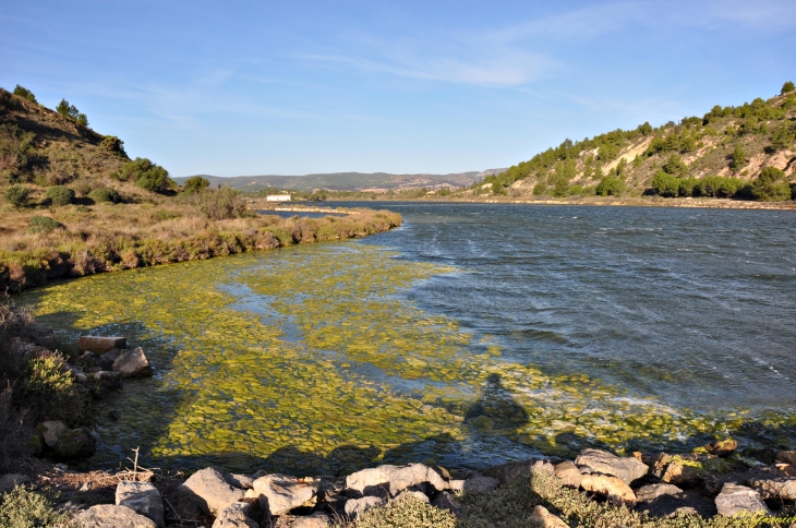 Algues Flottantes - Les Salines - Peyriac-de-Mer