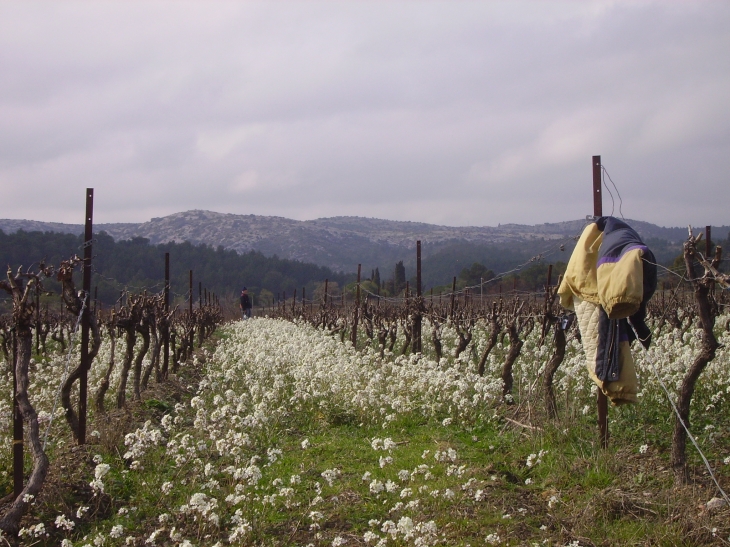Les vignes l'hiver - Roquefort-des-Corbières