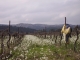 Photo suivante de Roquefort-des-Corbières les vignes l'hiver