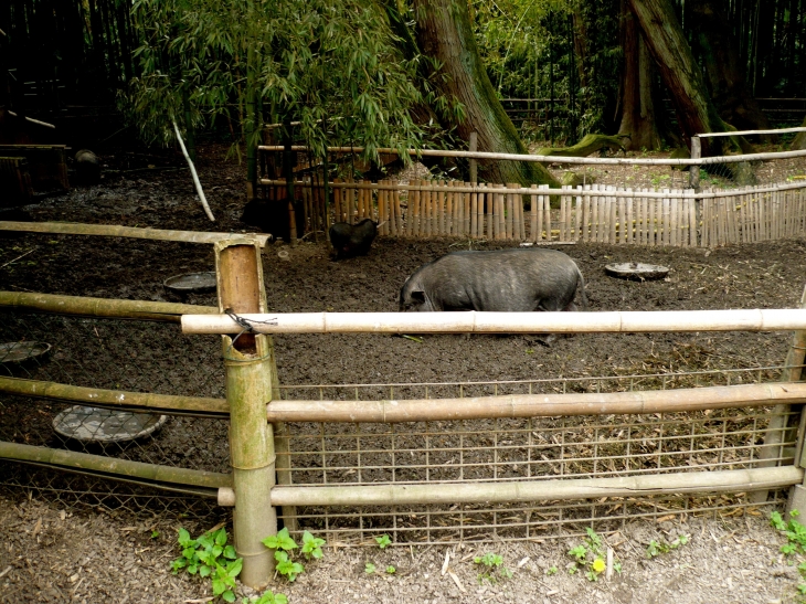Les cochons de la Bambouseraie - Anduze