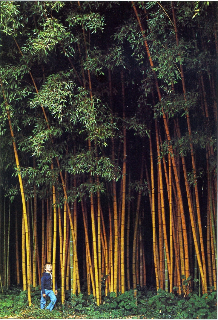 La Bambouseraie (carte postale de 1990) - Anduze