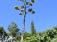 les agaves en fleurs