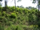Photo précédente de Gajan VEGETATION BORDURE DE ROUTE              vegetation en bordure de route