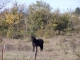 Photo suivante de La Calmette le beau cheval a l'entrée des champs de la calmette
