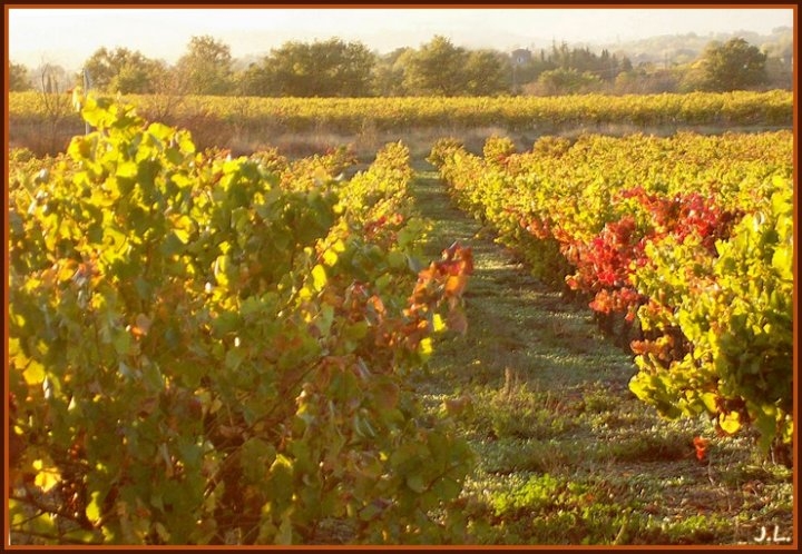 Les vignes en automne - Ribaute-les-Tavernes