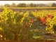Photo suivante de Ribaute-les-Tavernes Les vignes en automne
