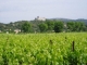 Photo suivante de Tornac Vue du vignoble et du château de Tornac