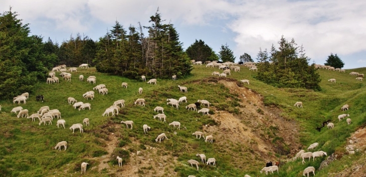 Haut Lieu de la Transhumance Cevenole - Valleraugue