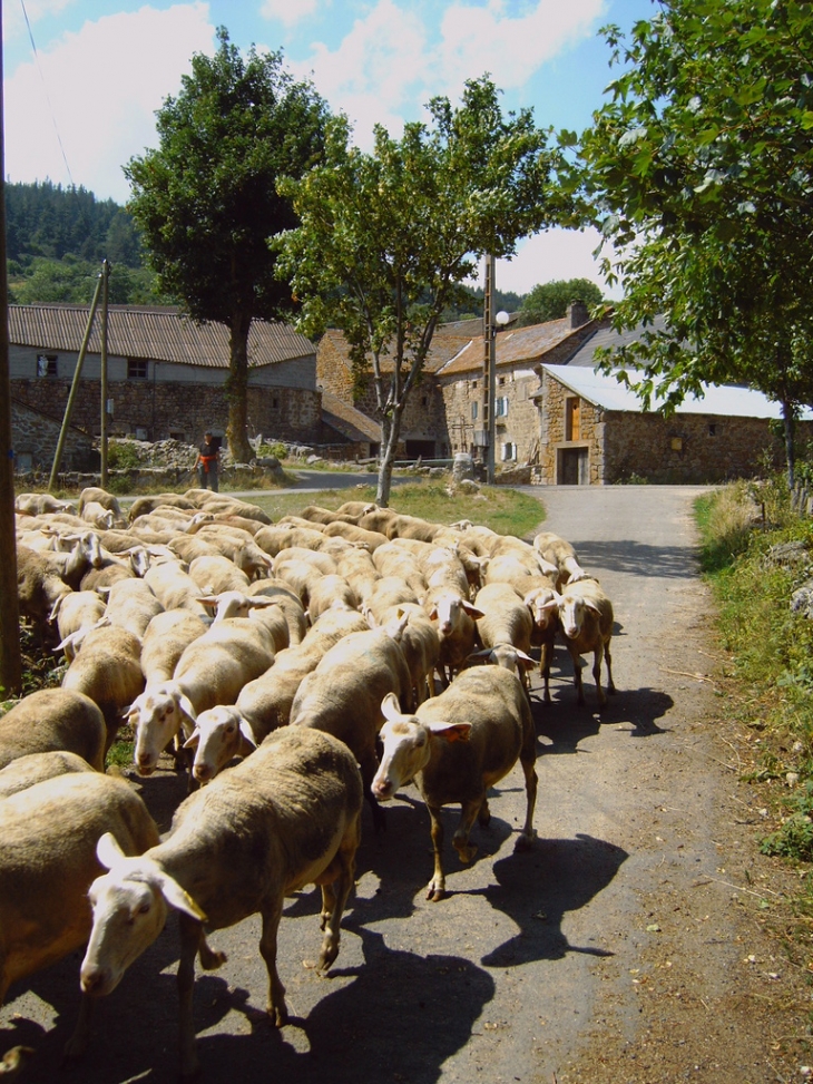Hameau d'Aurenchet ;les moutons de Denis - Arzenc-de-Randon
