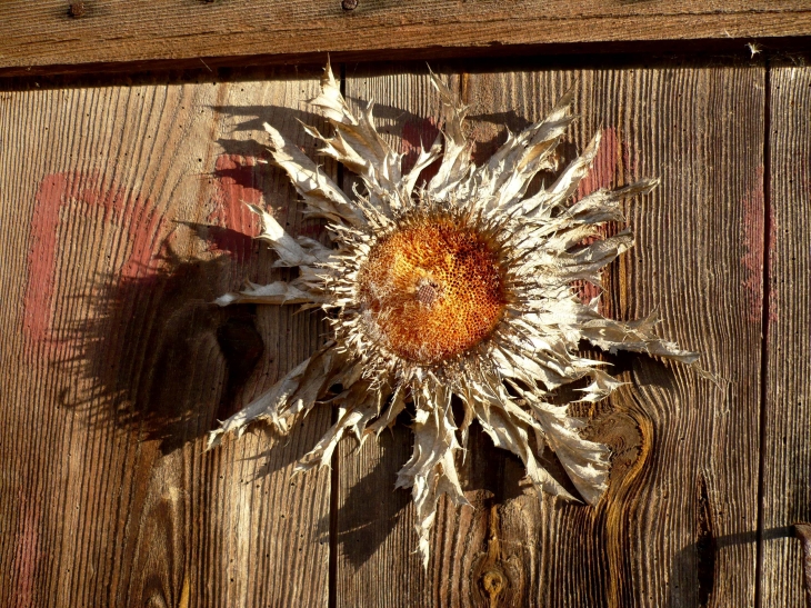 Fleur de Cardabelle ou Carline à feuilles d'acanthe. Accrochée à une porte est un porte bonheur. - Le Bleymard