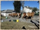 Photo précédente de Rieutort-de-Randon Concours d'élevage de chevaux de traits