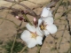 Banyuls-dels-Aspres Fleurs d' amandier