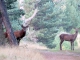 cerf et biche