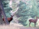 Photo suivante de Matemale cerf et biche