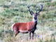 cerf pris sur le plateau de la quillane ,en bord de route 