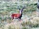 cerf pris sur le plateau de la quillane ,en bord de route 