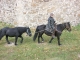 Photo précédente de Mont-Louis chevaux méres