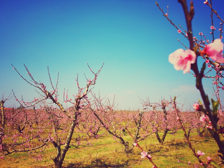 Verger en fleur - Saint-Génis-des-Fontaines