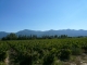 Vue sur les Albères depuis le domaine de la Flotte de Saint Genis des Fontaines