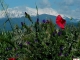 Le Canigou  (depuis  la  place  des  évadés ) photo  M.  R.