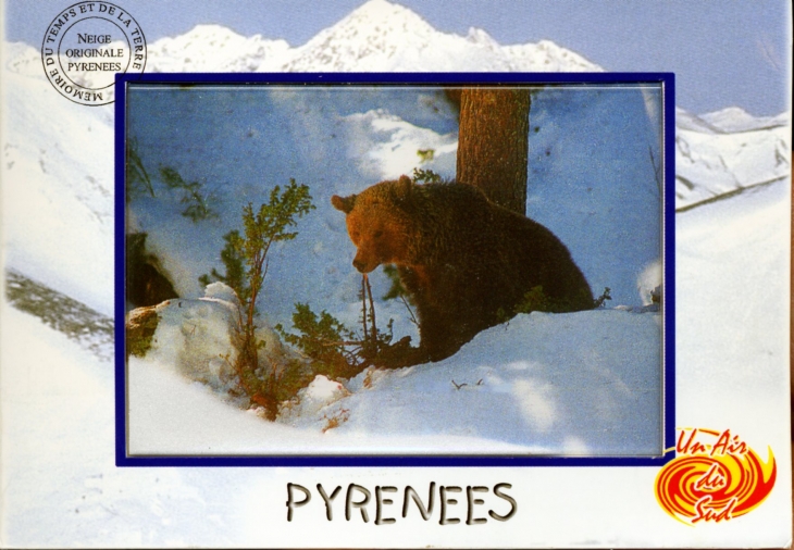 Ours des Pyrénées (carte postale). - Thuir